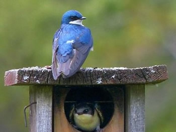 Swallows move into a Bluebird nest box