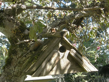 Apex Nest Box - click for instructions