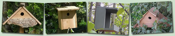 Tips and Tricks for the Backyard Birder Banner