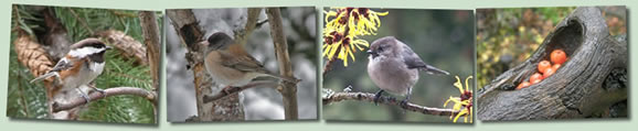Tips and Tricks for the Backyard Birder Banner
