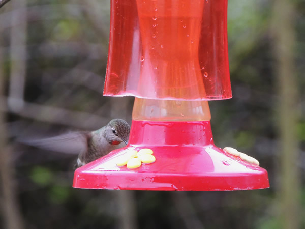 A hummer visits the feeder