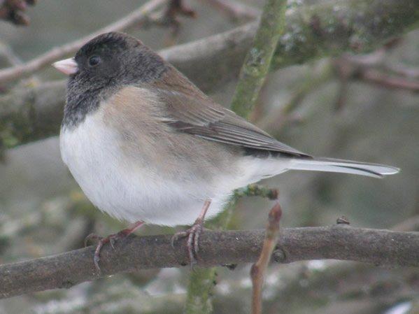 Dark-eyed Junco