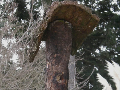 Suet log feeder idea