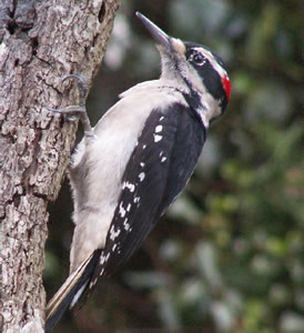 Hairy Woodpecker