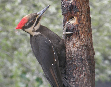 Pileated Woodpecker