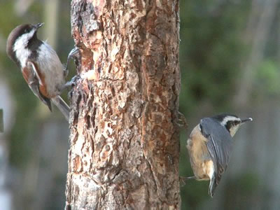 Birds enjoying the log feeder