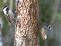 Suet Log Feeder