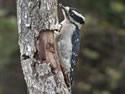 Natural Log Feeder