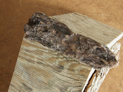 Bark on the top