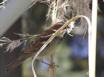 House Sparrow