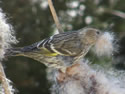 Helping Out Nesting Birds