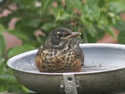 Frying Pan Water Dish