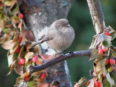 Photographing Small Birds