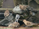 Small Pond for Birds