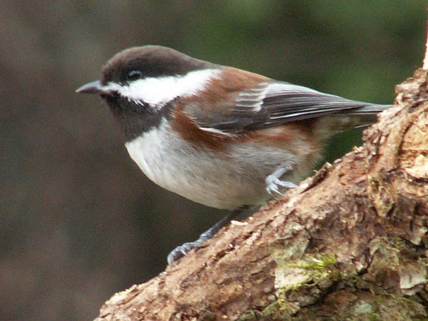 Chestnut-backed Chickadee