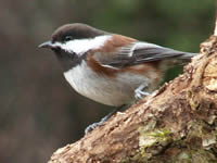 Chickadee Pudding