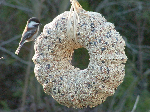 Birdseed wreath