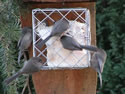 Suet Block Feeders