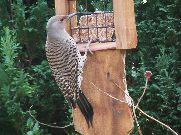 Northern Flicker