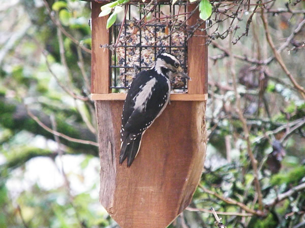 Downy Woodpecker