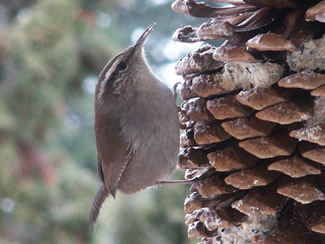 Wren feeding on suet