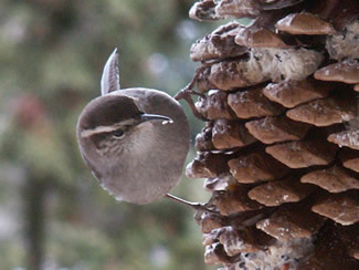 Wren with suet