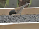 Bird Feeding Table