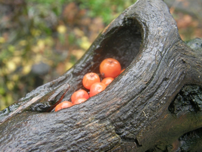 Berries in a recess in a log