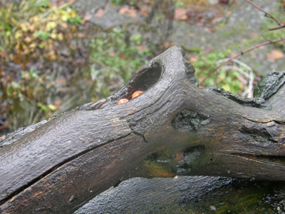 Log with berries