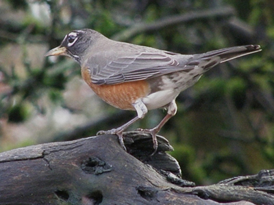 American Robin