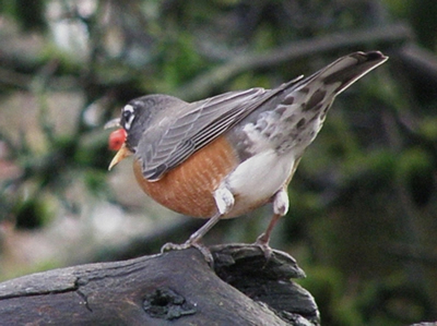 American Robin with a berry