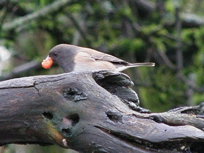 Dark-eyed Junco