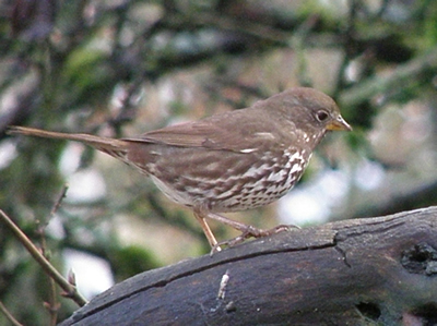 Fox Sparrow