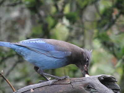 Steller's Jay