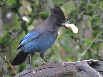 Steller's Jay with peanut