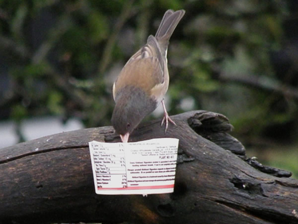 Dark-eyed Junco