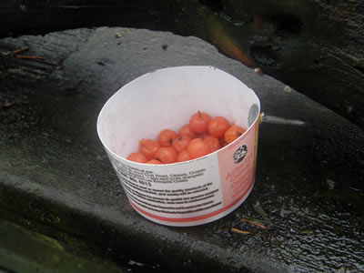 Container with berries