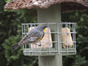 Two Halves Suet Cake Holder