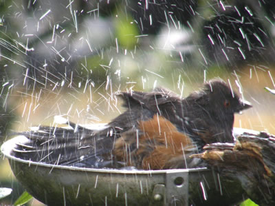 Spotted Towhee splashing about.