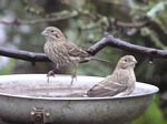 Female House Finches