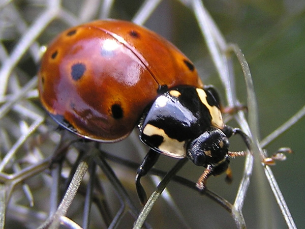 An Eyed-spotted Lady Beetle bids you "hello."