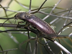 Click Beetle, Dalopius marginatus