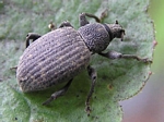 Black Vine Beetle, Otiorhynchus sulcatus