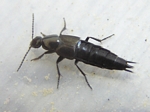 Rove Beetle, Philonthus sp. 