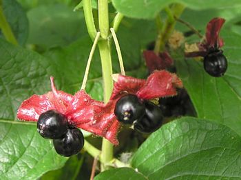 Black Twinberry, Lonicera involucrata
