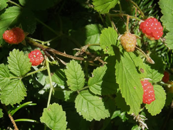 Blackcap raspberry, Rubus leucodermis