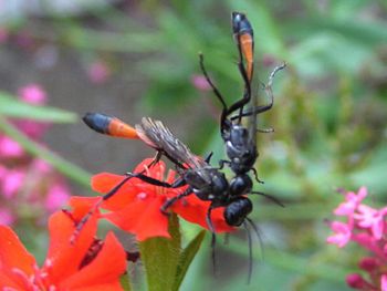 The Thread-waisted Wasps 