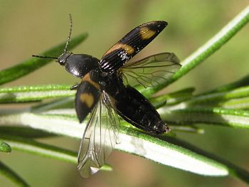 The Click Beetle 