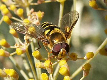 The Hover Fly 