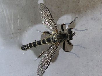 The Robber Fly 